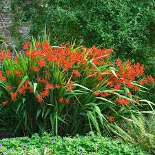 Crocosmia Lucifer Crocosmia Lucifer Crocosmia Sun Perennials