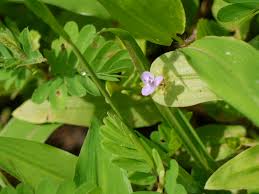 Image result for Murdannia semiteres