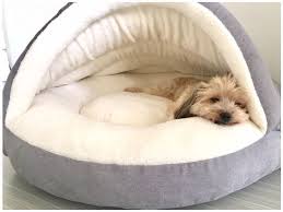 Machine wash delicate means it's easy to clean. Busfahrer Sieht Frierende Hunde Am Strassenrand Und Bricht Fur Einmal Die Vorschriften Bricht Busf Dog Beds For Small Dogs Dog Accessories Custom Dog Beds