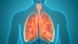 The Bronchi Anatomy Function And Treatment