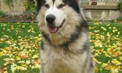 Check spelling or type a new query. Half Priced Giant Alaskan Malamutes Puppies For Sale In Eckville Alberta Nice Pets In Canada