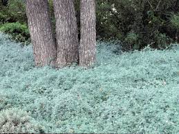 Image result for Indigofera pulchra