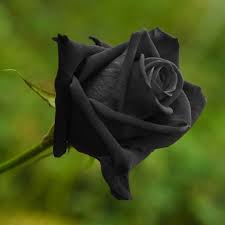 Rose Flower Seeds 100 Pieces Rare Black Red White Variety Colors Free Shipping On All Orders Quantity 100 Pcs Germ Black Rose Seeds Flower Seeds Rose Seeds