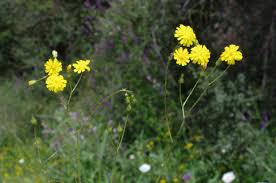 Image result for Crepis urundica