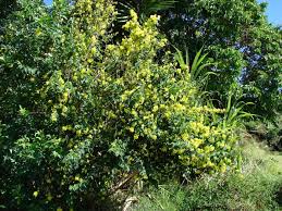 Image result for Holmskioldia