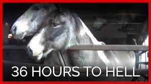 Overbreeding And Slaughter Peta