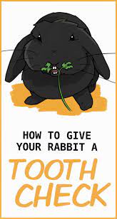 How To Keep Rabbit Teeth Trim And Healthy Pet Bunny Rabbits Pet Rabbit Care Pet Bunny