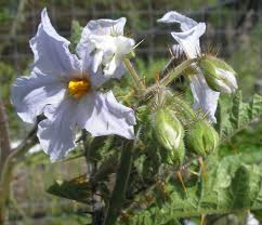 Image result for Solanum sisymbriifolium