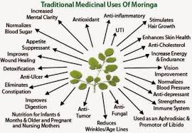 Girlsaffair Health Benefits Of Morninga Plant Moringa