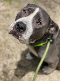 Gpr is a not for profit organization that strives to match pets and people for a lifetime. Humane Society Of North Central Florida Foster Barn Home Facebook
