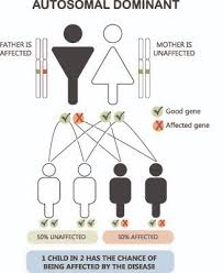 Autosomal recessive conditions, such as cystic fibrosis, affect males and females equally. Autosomal Dominant The Definitive Guide Biology Dictionary