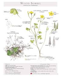 Maybe you would like to learn more about one of these? 43 Wood Sorrel Ideas Wood Sorrel Wild Edibles Plants