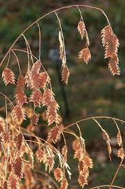 River Oats Chasmanthium Latifolium Front Yard Plants Fall Landscaping Grasses Landscaping