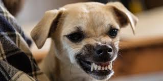 A big fluff ball of love 5.cant open its mouth to judge you. New Study Identifies Most Damaging Dog Bites By Breed