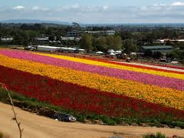 The displays of flowers are as instructive as they. 2018 Carlsbad Flower Fields Open Soon At Home In Carlsbad