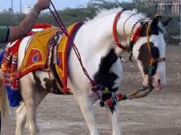 Names can be chosen as per the breed, color or even a particular characteristic. Salman Khan S Offer For Rare Breed Horse Rejected By Owner Hindi Movie News Times Of India