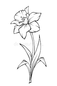 Narcissus Flower Vector Line Art Illustration Stock Vector Illustration Of Botanical Daffodil 88815778 I wandered lonely as a cloud that floats on high o'er vales and hills, when all at once i saw a crowd, a host, of golden daffodils; narcissus flower vector line art