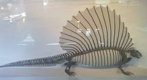 Image result for Edaphosaurus