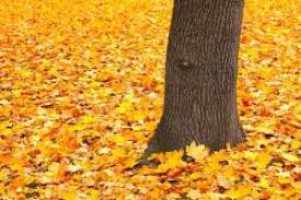 He put his trees (autumn brilliance® serviceberry, sterling silver linden, and legacy® sugar maple are a few others you may know). Is Maple Good For Firewood Down To Earth Homesteaders