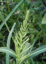 Image result for Echinochloa