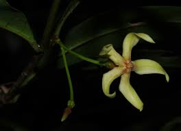 Image result for Malouetia