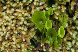 Image result for Hymenophyllum capillare