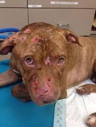 Dog wandering on highway near Detroit needs rescue