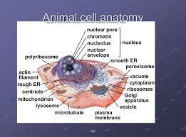 They include a range of multicellular advanced. Cell Organelles 3 2 Animal Cell Anatomy 3 3 Plant Cell Anatomy Ppt Download
