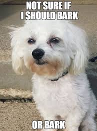 38 Scrappy Memes For Small Dog Lovers Lovely Animals World Dog Memes Dog Lovers Angry Dog