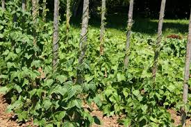 Green Beans Planting And Growing Pole And Bush Beans The Old Farmer S Almanac