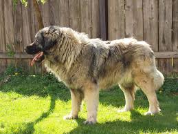 Der estrela berghund erfreut sich auch als familienhund großer beliebtheit. Sarplaninac Wikipedia