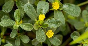 It is widely eaten throughout europe, asia, the middle east, and africa. Purslane Nutrition Fact Health Benefits Side Effects And More Dr Axe