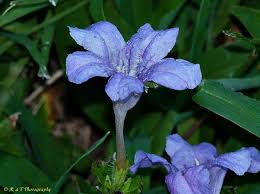 Image result for Vandellia humilis