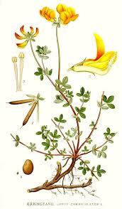 Image result for Lotus corniculatus