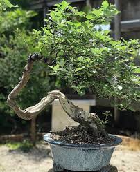Image result for Vitex obovata