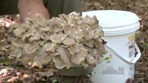 Oyster mushrooms are out among may others, sheepshead and popinkies are right around . Picking Sheepshead And Chanterelle Mushrooms Wnep Com
