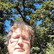 The saguaros are being destroyed