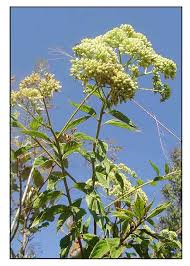 Image result for Leucas deflexa