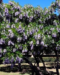 Deer resistant flowering plants texas. 7 Deer Proof Plants Perfect For S A To Plant Now