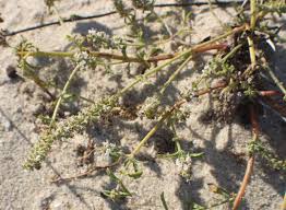 Image result for Platostoma