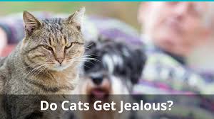 Aggression between cats sharing a household can come in several forms. Can Cats Feel Jealous Of Cats Dogs Or Humans Signs And Behaviors