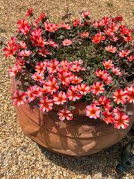 Image result for Portulaca foliosa