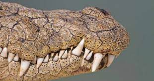 What S The Difference Between An Alligator And A Crocodile Mental Floss Alligator Reptiles Pet Animal Teeth