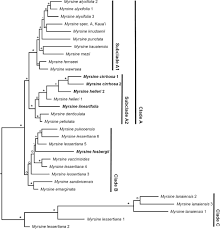 Image result for Ctenitis cirrhosa