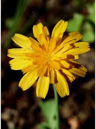 Image result for Disperis virginalis