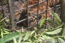 Di tempat wisata di puncak yang satu ini, kamu bisa menikmati indahnya keragaman hewan khas indonesia. Usai Terkam Ternak Bksda Sumbar Tangkap Harimau Sumatera Antara News
