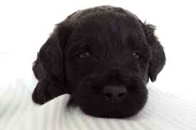 Check spelling or type a new query. Can A Goldendoodle Be Black And White Goldendoodle Advice