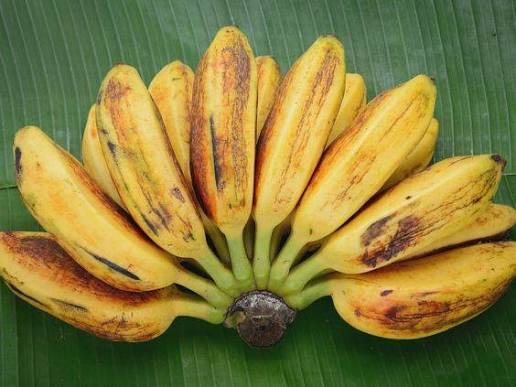 saba banana chuối sáp rất được ưa chuộng và phổ biến tại Philippines . Chuối  Saba được sử dụng rộng rãi trong ẩm thực địa phương và có mặt trong nhiều  món
