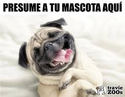 Muestrenos A Sus Preciosos Traviezoos Dogs Cats Mice Animales Pets Mascotas Per Videos Divertidos De Perros Fotos De Perros Graciosas Perros Sonrientes