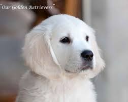 Because they combine exceptional intelligence with an eagerness to please, golden retriever puppies are relatively easy to train. Golden Retriever Puppy Dog For Sale In Newton New Jersey